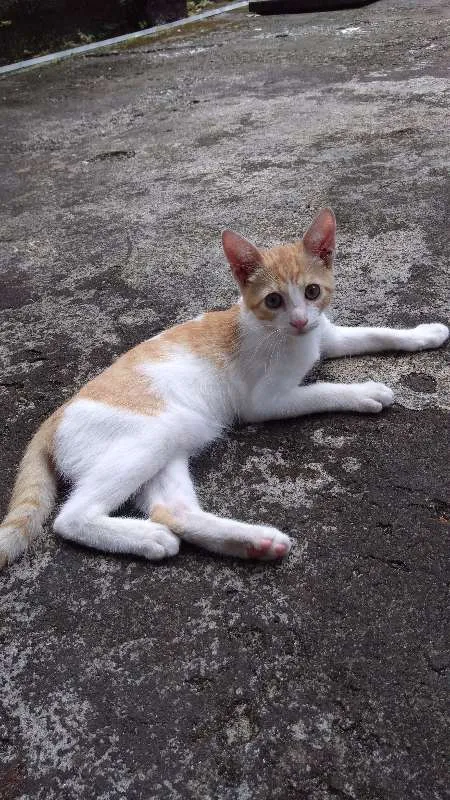 Gato raça  idade 2 a 6 meses nome Mel