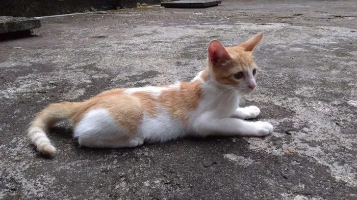 Gato raça  idade 2 a 6 meses nome Mel