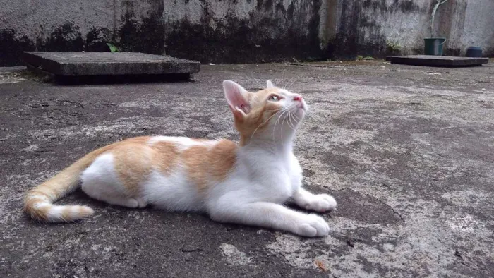 Gato raça  idade 2 a 6 meses nome Mel
