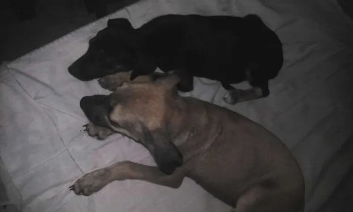 Cachorro ra a Vira-lata idade 2 a 6 meses nome Simone e Simaria