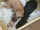 Cachorro raça Vira-lata idade 2 a 6 meses nome Simone e Simaria