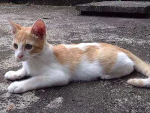 Gato raça  idade 2 a 6 meses nome Mel