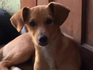 Cachorro raça Mistura  idade 2 anos nome Ayla