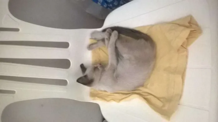 Gato ra a RSD idade 2 a 6 meses nome bebete