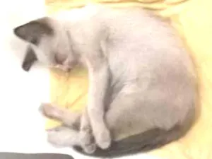 Gato raça RSD idade 2 a 6 meses nome bebete