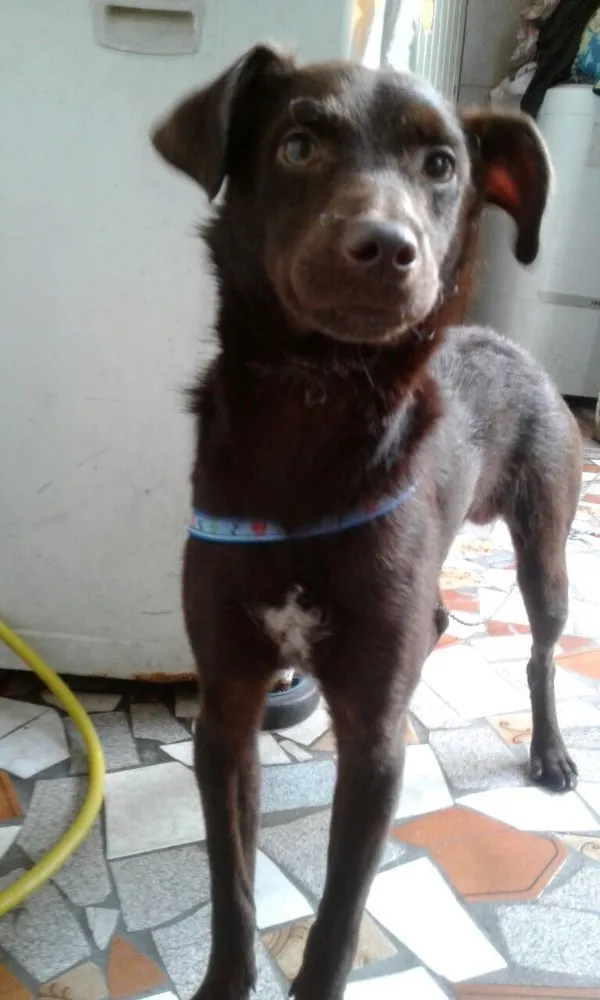 Cachorro ra a SRD idade 2 a 6 meses nome Chocolate