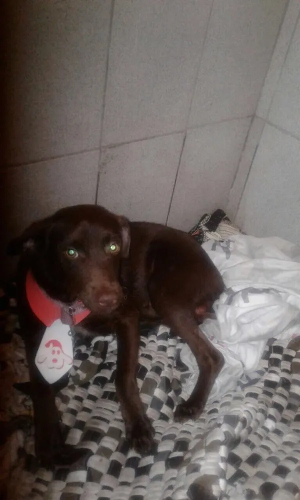 Cachorro ra a SRD idade 2 a 6 meses nome Chocolate