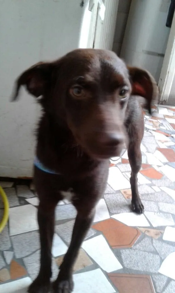 Cachorro ra a SRD idade 2 a 6 meses nome Chocolate