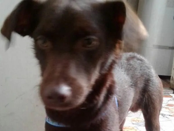 Cachorro ra a SRD idade 2 a 6 meses nome Chocolate