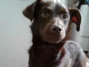 Cachorro raça SRD idade 2 a 6 meses nome Chocolate