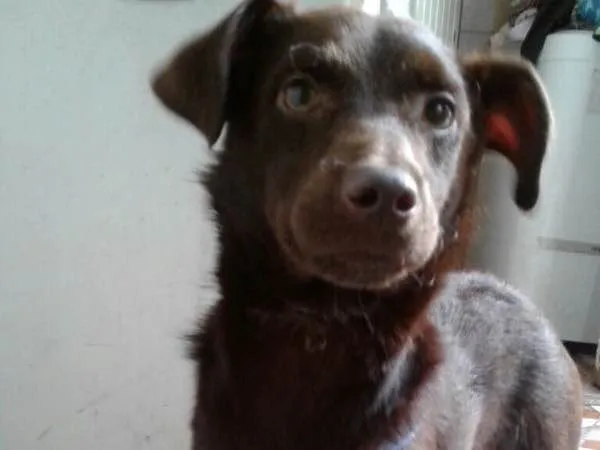Cachorro ra a SRD idade 2 a 6 meses nome Chocolate