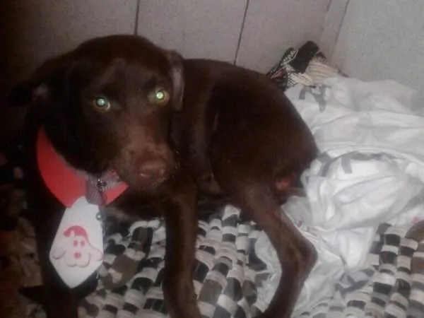 Cachorro ra a SRD idade 2 a 6 meses nome Chocolate