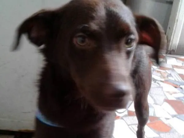 Cachorro ra a SRD idade 2 a 6 meses nome Chocolate