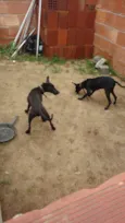 Bob E outro é Marley