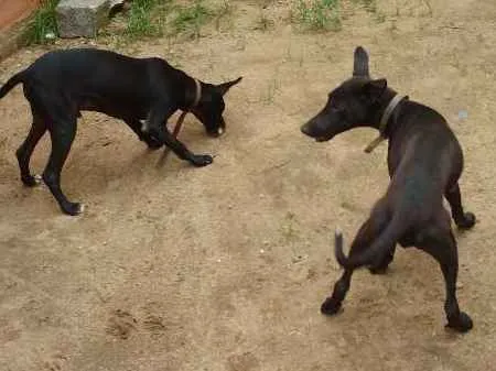 Cachorro ra a Raça misturada idade 2 a 6 meses nome Bob E outro é Marley