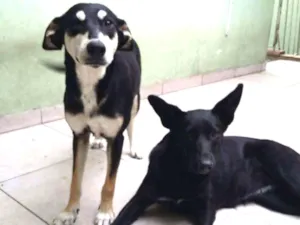 Cachorro raça Srd idade 1 ano nome Neguinha