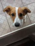 Tekila
