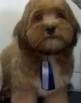 Teddy 