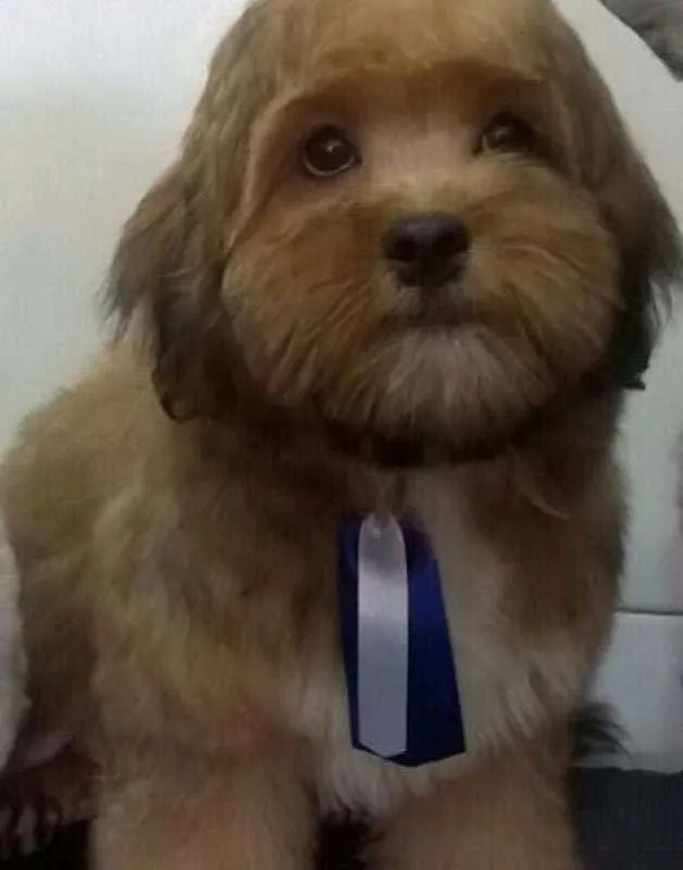 Cachorro ra a Não sei idade 1 ano nome Teddy 