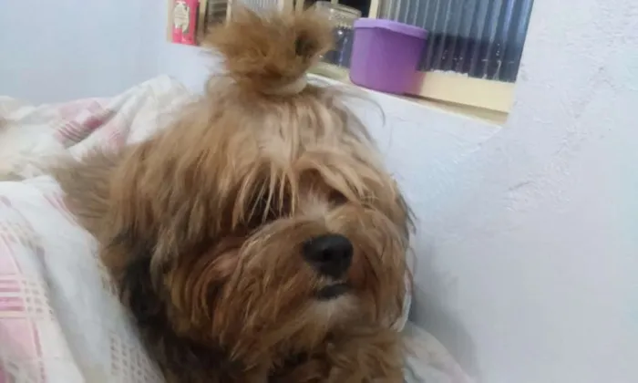 Cachorro ra a Não sei idade 1 ano nome Teddy 