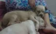 Teddy 