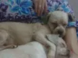 Teddy 