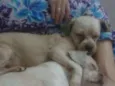 Teddy