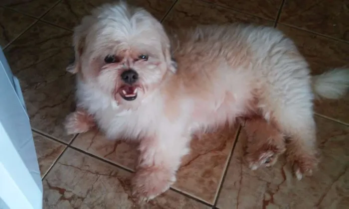 Cachorro ra a lhasa apso idade 5 anos nome Não sei Nick