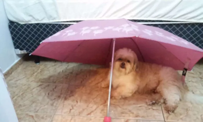 Cachorro ra a lhasa apso idade 5 anos nome Não sei Nick
