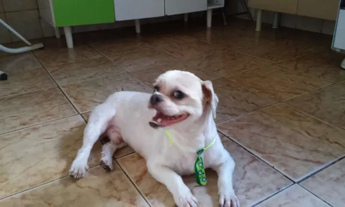 Cachorro ra a lhasa apso idade 5 anos nome Não sei Nick