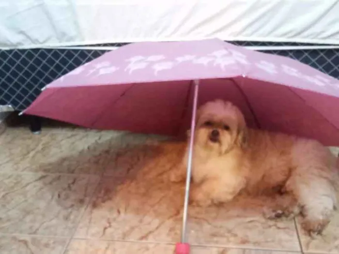 Cachorro ra a lhasa apso idade 5 anos nome Não sei Nick