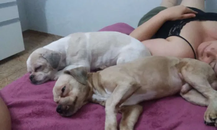 Cachorro ra a lhasa apso idade 5 anos nome Não sei Nick
