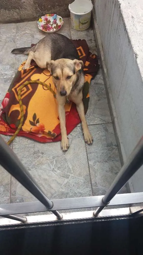 Cachorro ra a vira lata idade 7 a 11 meses nome Bob