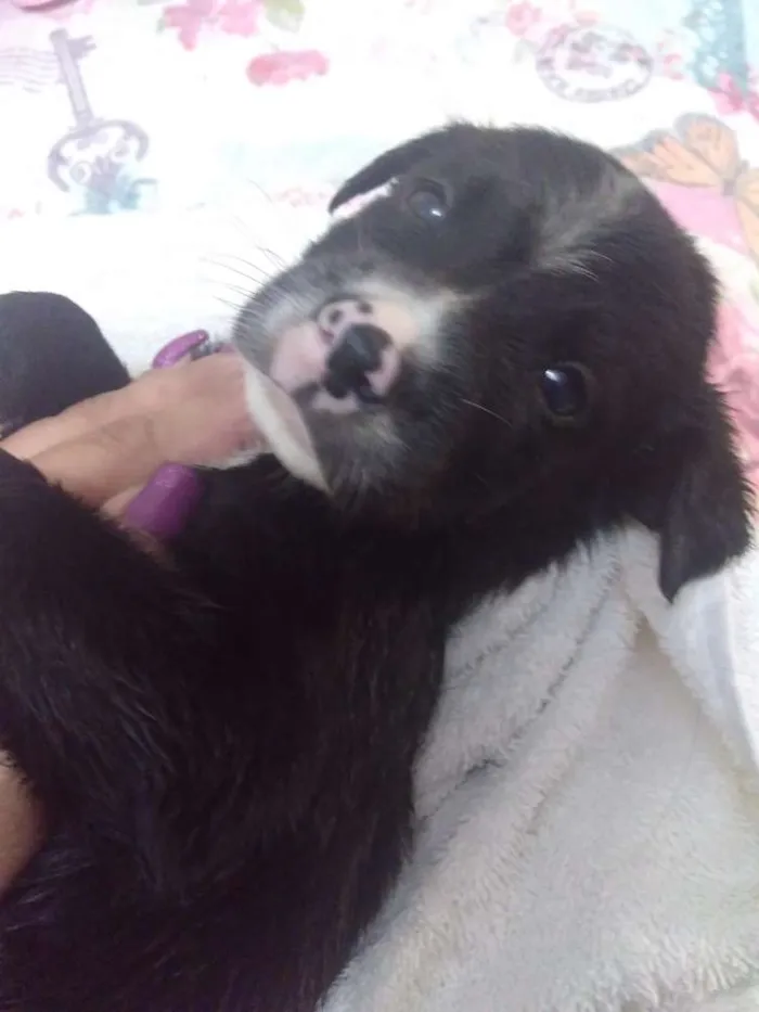 Cachorro ra a vira lata idade 2 a 6 meses nome sem nome