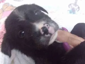 Cachorro raça vira lata idade 2 a 6 meses nome sem nome