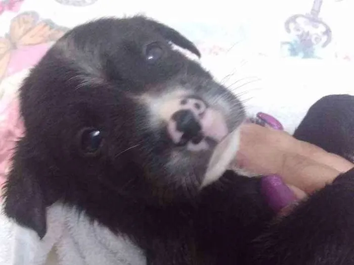 Cachorro ra a vira lata idade 2 a 6 meses nome sem nome
