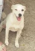 Sophie