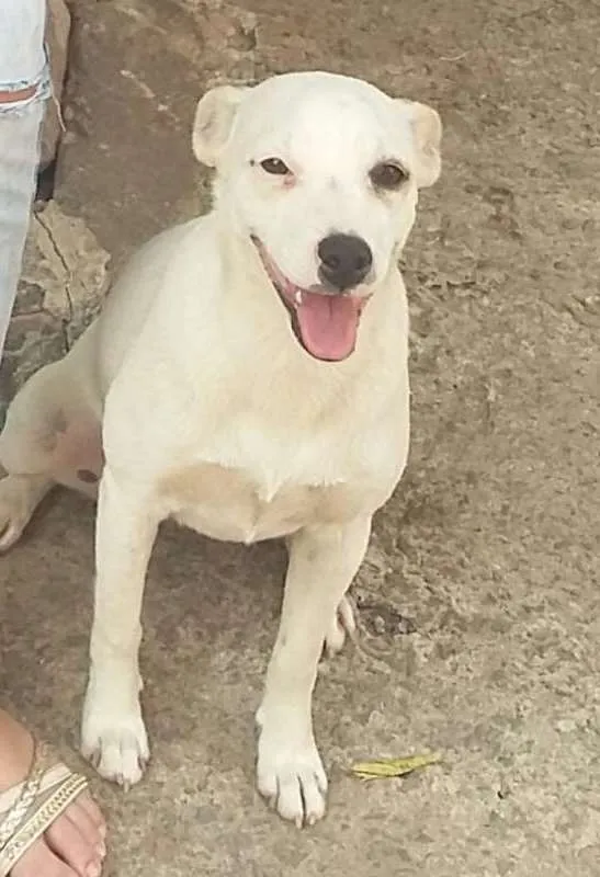 Cachorro raça srd idade 1 ano nome Sophie