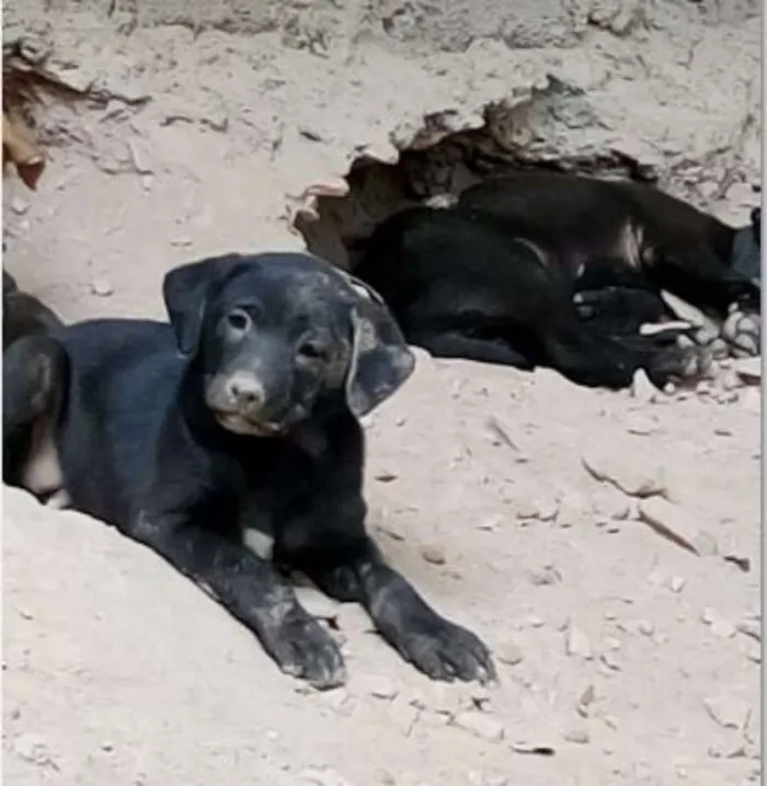 Cachorro raça  idade Abaixo de 2 meses nome não tem