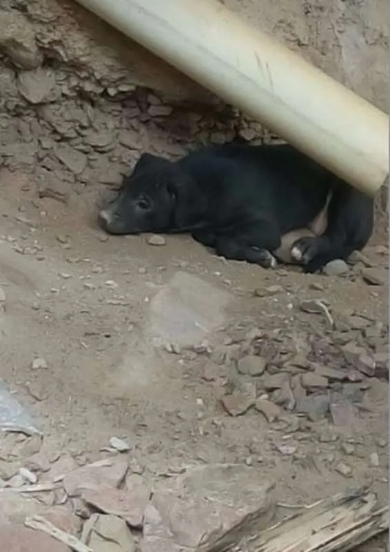 Cachorro raça  idade Abaixo de 2 meses nome não tem