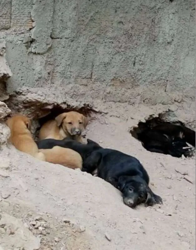 Cachorro raça  idade Abaixo de 2 meses nome não tem
