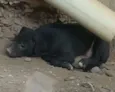 não tem