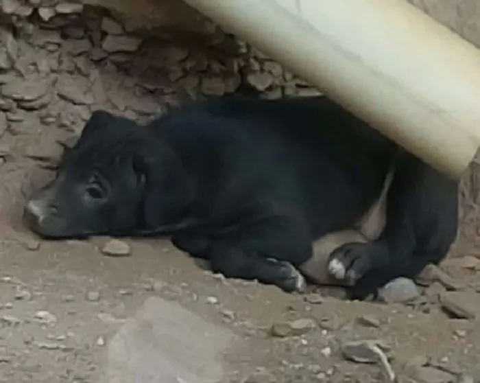 Cachorro raça  idade Abaixo de 2 meses nome não tem