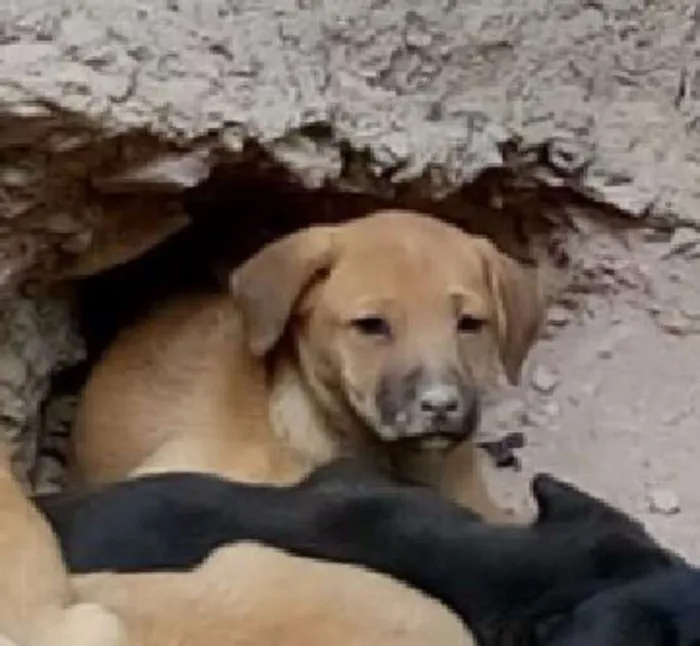 Cachorro raça  idade Abaixo de 2 meses nome não tem
