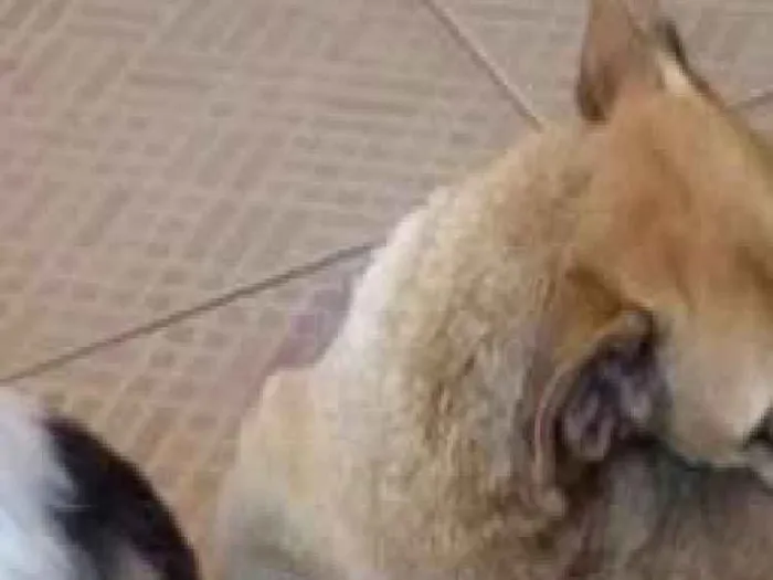 Cachorro raça Vira lata idade 2 a 6 meses nome Esméria