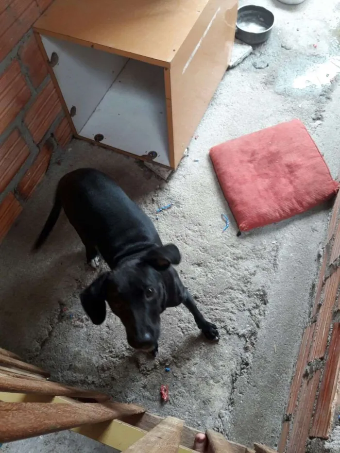 Cachorro ra a Vira Lata idade 1 ano nome Sakira