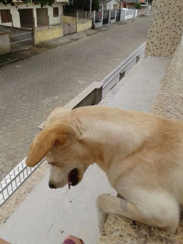 Cachorro ra a raça indefinida idade 7 a 11 meses nome princesa