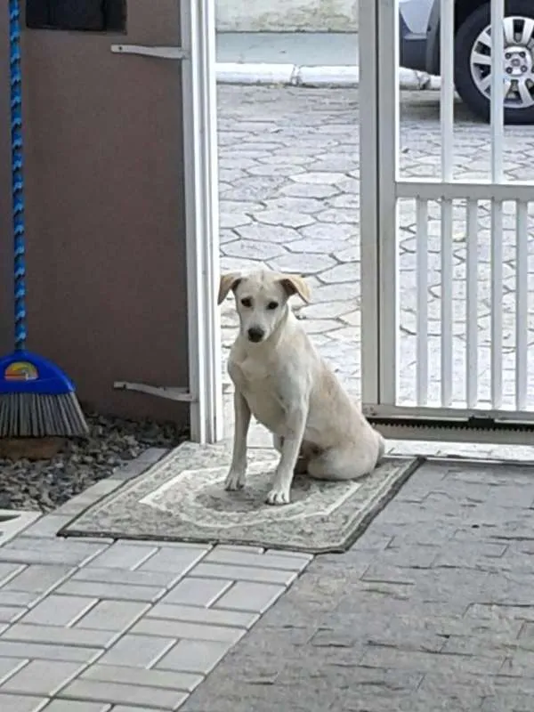 Cachorro ra a raça indefinida idade 7 a 11 meses nome princesa