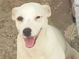 Cachorro raça srd idade 1 ano nome Sophie