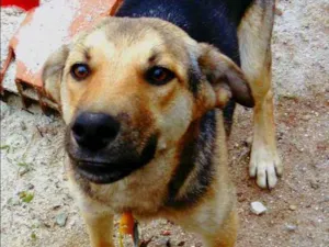 Cachorro raça Não sei  idade 7 a 11 meses nome Shureps